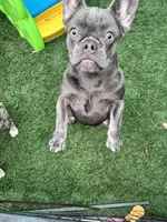 Blueberry , a female French Bulldog for sale in Tampa, FL – 2 of 4
