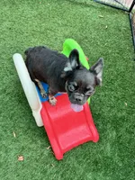 Molasses, a female French Bulldog for sale in Tampa, FL – 4 of 6