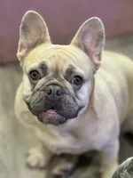 Peaches, a female French Bulldog for sale in Tampa, FL – 5 of 7