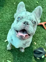 Tater, a male French Bulldog for sale in Tampa, FL – 4 of 7