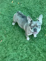 Mochi, a female French Bulldog for sale in Tampa, FL – 4 of 4