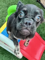 Molasses, a female French Bulldog for sale in Tampa, FL – 3 of 6