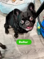 Dollar, a male French Bulldog for sale in Tampa, FL – 3 of 6