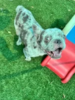Tater, a male French Bulldog for sale in Tampa, FL – 6 of 7