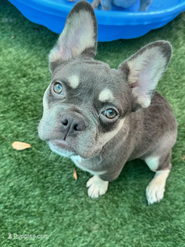 Ember – French Bulldog puppy for sale in Tampa, FL