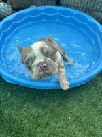 Fritos, a male French Bulldog for sale in Tampa, FL – 8 of 8