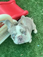 Fritos, a male French Bulldog for sale in Tampa, FL – 5 of 8