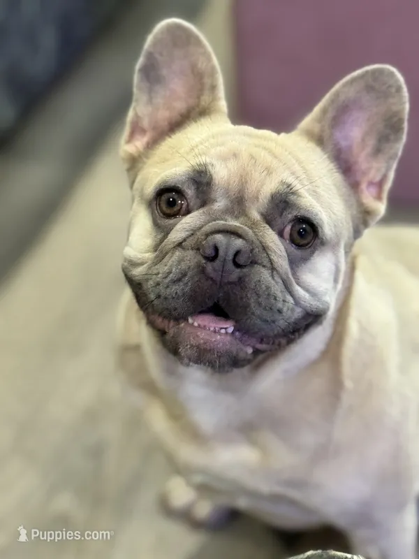 Peaches – French Bulldog puppy for sale in Tampa, FL