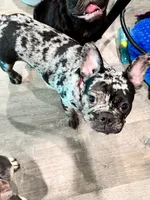 Tank, a male French Bulldog for sale in Tampa, FL – 3 of 4