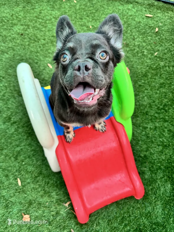 Molasses – French Bulldog puppy for sale in Tampa, FL