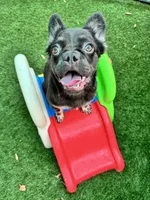 Molasses, a female French Bulldog for sale in Tampa, FL – 1 of 6