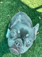 Dodger, a male French Bulldog for sale in Tampa, FL – 3 of 4