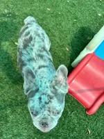 Tater, a male French Bulldog for sale in Tampa, FL – 2 of 7