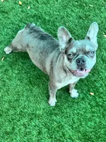 Mochi, a female French Bulldog for sale in Tampa, FL – 2 of 4