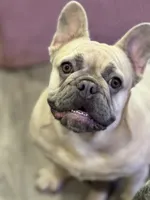 Peaches, a female French Bulldog for sale in Tampa, FL – 4 of 7