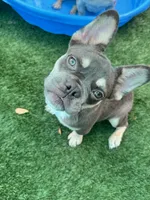 Ember, a female French Bulldog for sale in Tampa, FL – 3 of 6