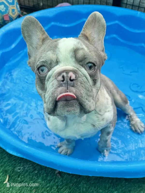 Fritos – French Bulldog puppy for sale in Tampa, FL