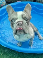 Fritos, a male French Bulldog for sale in Tampa, FL – 1 of 8
