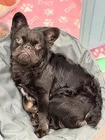 Dollar, a male French Bulldog for sale in Tampa, FL – 2 of 6