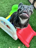 Molasses, a female French Bulldog for sale in Tampa, FL – 2 of 6