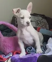 Chino, a male French Bulldog and Chihuahua for sale in Yuba City, CA – 2 of 3