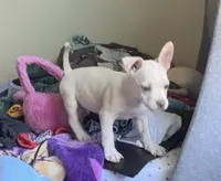 Chino, a male French Bulldog and Chihuahua for sale in Yuba City, CA – 3 of 3