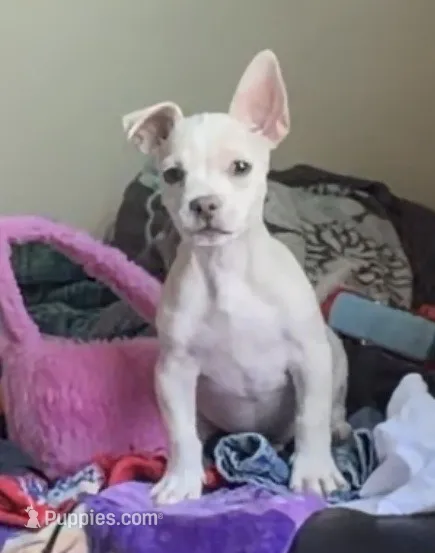 Chino – French Bulldog, Chihuahua puppy for sale in Yuba City, CA