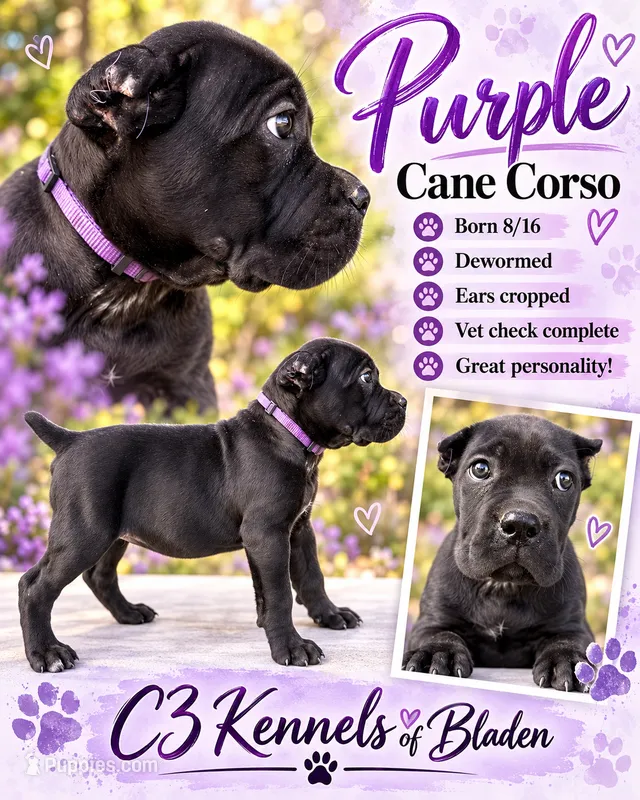 Purple  – Cane Corso puppy for sale in Bladenboro, NC