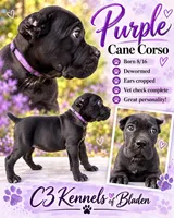 Purple , a female Cane Corso for sale in Bladenboro, NC – 1 of 1