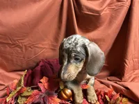 Fettuccine, a male Miniature Dachshund for sale in Littleton, CO – 3 of 6