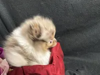 Very special and tiny, a female Pomeranian for sale in Littleton, CO – 6 of 6