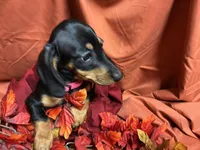Lasagna, a female Miniature Dachshund for sale in Littleton, CO – 2 of 7