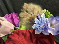 Very special and tiny, a female Pomeranian for sale in Littleton, CO – 2 of 6