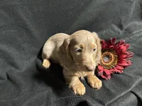 Walter, a male Miniature Dachshund for sale in Littleton, CO – 4 of 7