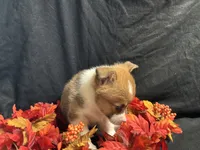 Havarti, a female Pembroke Welsh Corgi for sale in Littleton, CO – 2 of 7