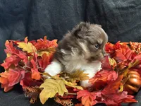 Celebration, a female Pomeranian for sale in Littleton, CO – 2 of 7