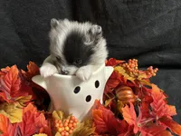 Sparkles, a female Pomeranian for sale in Littleton, CO – 3 of 8