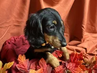 Macaroni, a female Miniature Dachshund for sale in Littleton, CO – 3 of 8
