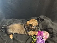 Frito, a male Miniature Dachshund for sale in Littleton, CO – 5 of 8