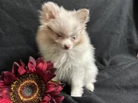 Bows, a female Pomeranian for sale in Littleton, CO – 5 of 6