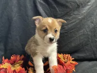 Havarti, a female Pembroke Welsh Corgi for sale in Littleton, CO – 3 of 7