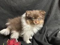 Ribbon, a female Pomeranian for sale in Littleton, CO – 4 of 8