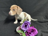 Snickers, a male Miniature Dachshund for sale in Littleton, CO – 5 of 8