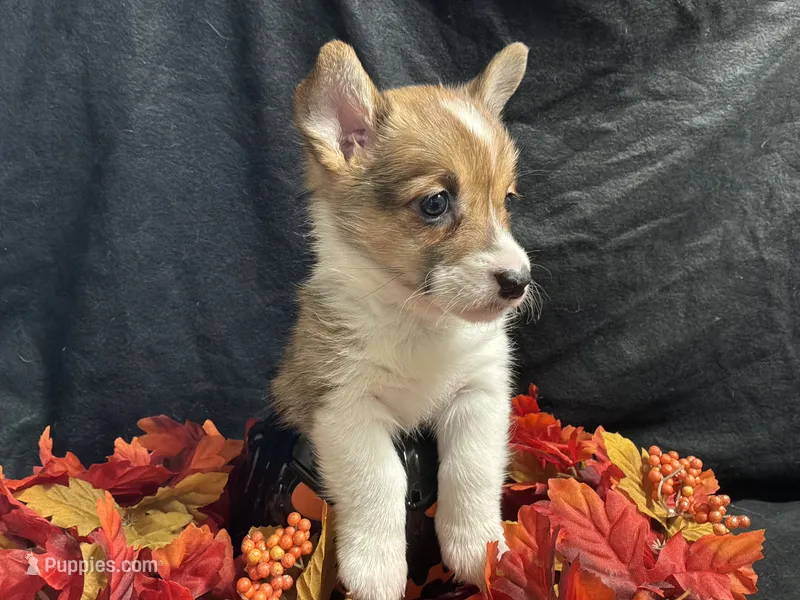 Gouda – Pembroke Welsh Corgi puppy for sale in Littleton, CO
