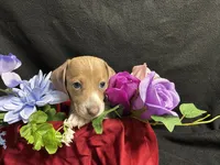 Snickers, a male Miniature Dachshund for sale in Littleton, CO – 4 of 8