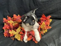 Swiss, a female Pembroke Welsh Corgi for sale in Littleton, CO – 3 of 9