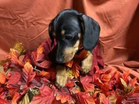 Lasagna, a female Miniature Dachshund for sale in Littleton, CO – 6 of 7