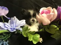 Mushroom, a male Pomeranian for sale in Littleton, CO – Photo 4 of 7