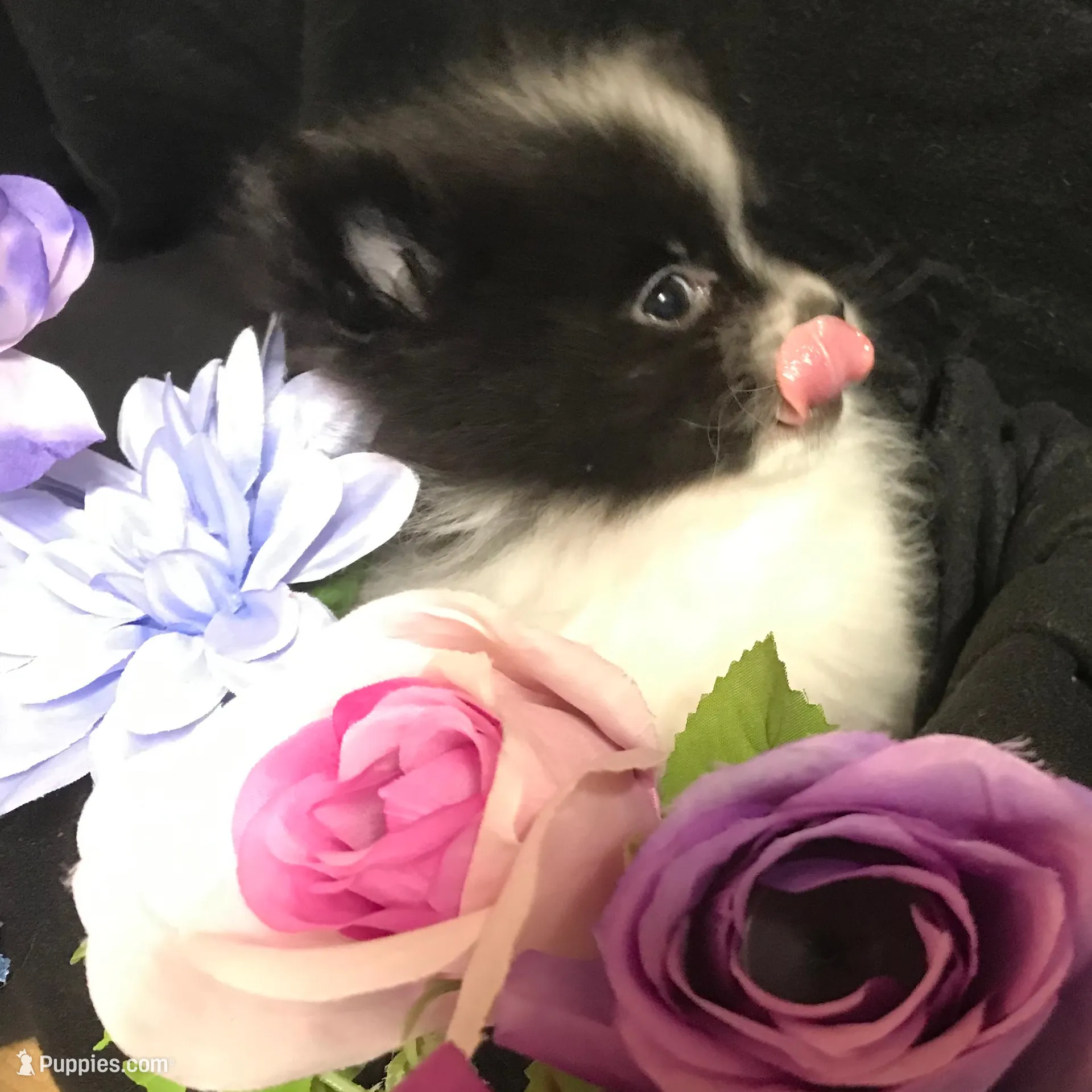 Mushroom, a male Pomeranian for sale in Littleton, CO – Photo 5 of 7