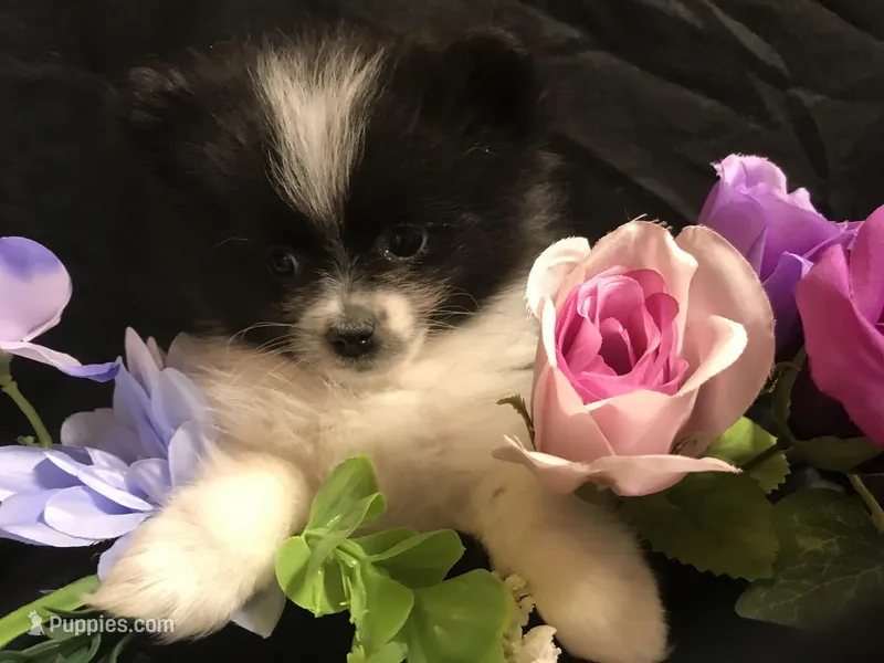 Mushroom – Pomeranian puppy for sale in Littleton, CO